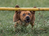 Trawa, Staffordshire Bull terrier, Pies