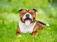 Trawa, Staffordshire Bull terrier, Uśmiechnięty