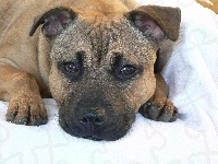 Morda, Staffordshire Terrier