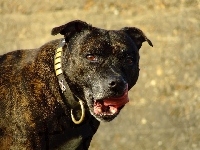 Staffordshire Bull Terrier, obroża