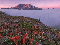 Łubin, Stany Zjednoczone, Góry, Mgła, Kwiaty, Stan Waszyngton, Góry Kaskadowe, Castilleja, Łąka, Wulkan Mount St. Helens