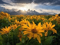 Balsamorhiza, Chmury, Kwiaty, Stan Wyoming, Park Narodowy Grand Teton, Łąka, Stany Zjednoczone, Góry