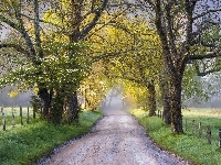 Stan Tennessee, Wiosna, Drzewa, Dolina Cades Cove, Stany Zjednoczone, Park Narodowy Great Smoky Mountains, Droga