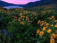 Łubin, Rezerwat przyrody Columbia River Gorge, Góry, Stan Oregon, Rzeka, Łąka, Kwiaty, Stany Zjednoczone, Wzgórza, Balsamorhiza
