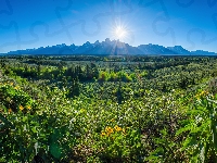 Kwiaty, Łąki, Promienie, Stan Wyoming, Park Narodowy Grand Teton, Słońce, Stany Zjednoczone, Góry