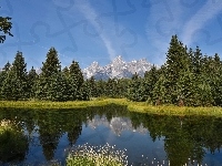Stan Wyoming, Drzewa, Odbicie, Rzeka Snake River, Stany Zjednoczone, Park Narodowy Grand Teton, Góry Teton Range