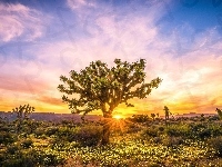 Stan Kalifornia, Drzewo Jozuego, Wschód słońca, Jukki krótkolistne, Stany Zjednoczone, Park Narodowy Joshua Tree, Roślinność