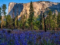 Skała, Kwiaty, El Capitan, Kalifornia, Park Narodowy Yosemite, Góra, Stany Zjednoczone, Drzewa