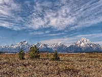 Stan Wyoming, Góry, Park Narodowy Grand Teton, Teton Range, Stany Zjednoczone, Drzewa