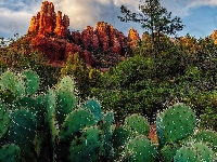 Drzewa, Kaktusy, Skały, Stan Arizona, Hrabstwo Coconino, Crimsons Cliff, Stany Zjednoczone, Sedona