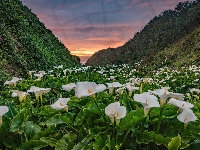 Kalie, Zachód słońca, Kwiaty, Kalifornia, Park stanowy Garrapata, Dolina, Stany Zjednoczone, Góry