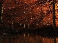 Staw, Drzewa