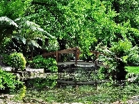 Staw, Palmy, Park, Egzotyczny, Mostek