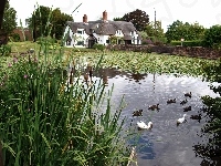 Staw, Dom, Irlandia, Kaczuszki