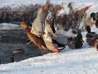 Staw, Dzikie, Kaczki, Śnieg