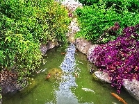 Karpie, Staw, Koi