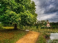 Staw, Ścieżka, Drzewa, Park, Lilie Wodne