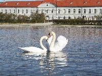 Para, Staw, Łabędzi