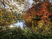 Staw, Jesień, Park, Drzewa