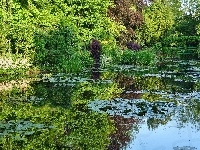 Zieleń, Staw, Lato