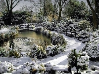 Staw, Park, Zimą, Drzewa
