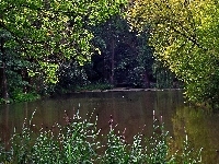 Staw
