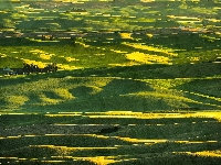 Region Palouse, Wzgórza, Steptoe Butte State Park, Stany Zjednoczone, Pola, Łąki, Stan Waszyngton