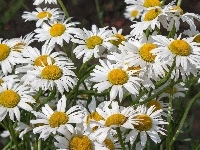 Margerytka