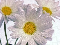 Margerytka, Krople