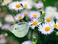 Motyl, Stokrotki, Bielinek