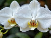 Kwiaty, Storczyk, Białe, Grafika AI