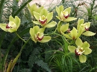 Storczyk, Cymbidium