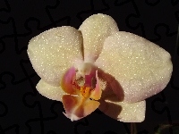 Storczyk, Phalaenopsis