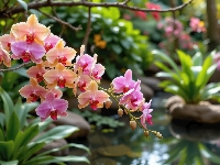 Kwiaty, Oczko wodne, Storczyki, Roślinność, Kamienie