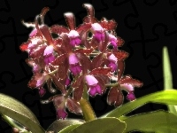 Storczyki, orchidea