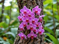 Fioletowe, Storczyki, Pnące, Pień, Drzewo