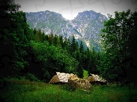 Góry, Strążyska, Las, Dolina, Krajobraz, Tatry, Szałasy