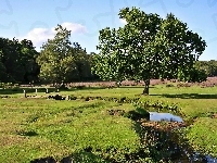 Strumyk, Drzewa, Łąka, Mostek
