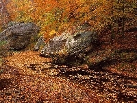 Strumyk, Jesieni, Las, Drzewa, Kolory
