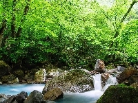 Kamienie, Strumyk, Las