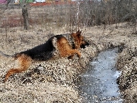 Strumyk, Owczarek, Niemiecki, Skok