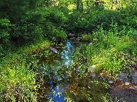 Strumyk, Las, Trawa, Kamienie