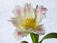 Strzępiasty, Tulipan