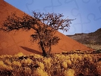 Sucha, Namibia, Pustynia, Piasek, Roślinność