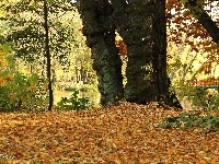 Suche, Jesień, Park, Drzewa, Liście