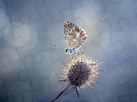 Motyl, Suchy Kwiat