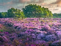 Dunwich, Wrzosowisko, Droga, Anglia, Drzewa, Wrzosy, Hrabstwo Suffolk