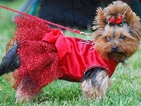 sukienka, Yorkshire Terrier, czerwona, kokardka