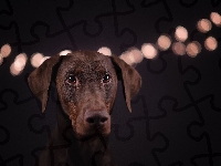 Pies, Światła, Doberman, Tło, Czarne