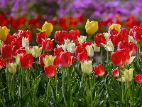 Tulipany, Kwiaty, Kolorowe, Światło